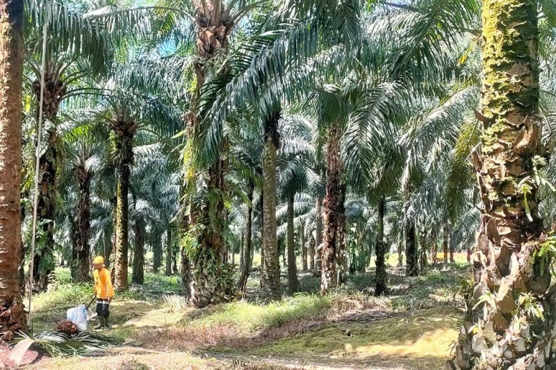 Peneliti Sebut Sawit Penting untuk Pulihkan Ekonomi Pasca Bencana