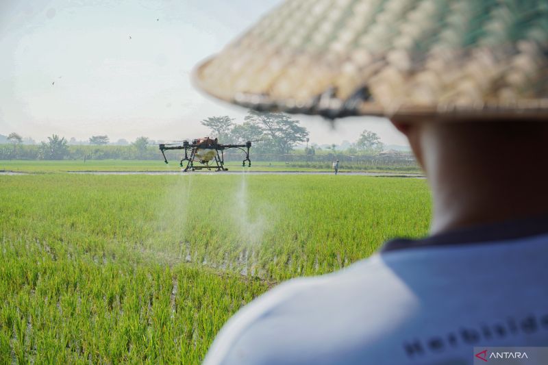 Pengamat Serukan Peningkatan Strategi Menghadapi El Nino