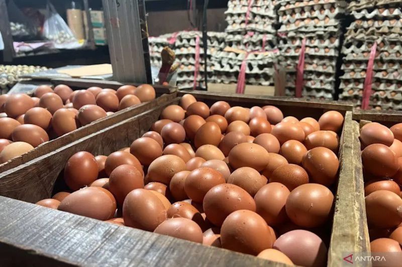 Kementan dan Bapanas Dukung Penyerapan Telur Peternak Magetan