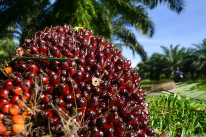 Kementan: PSR Jadi Solusi Tingkatkan Produksi Sawit di Lahan Terbatas